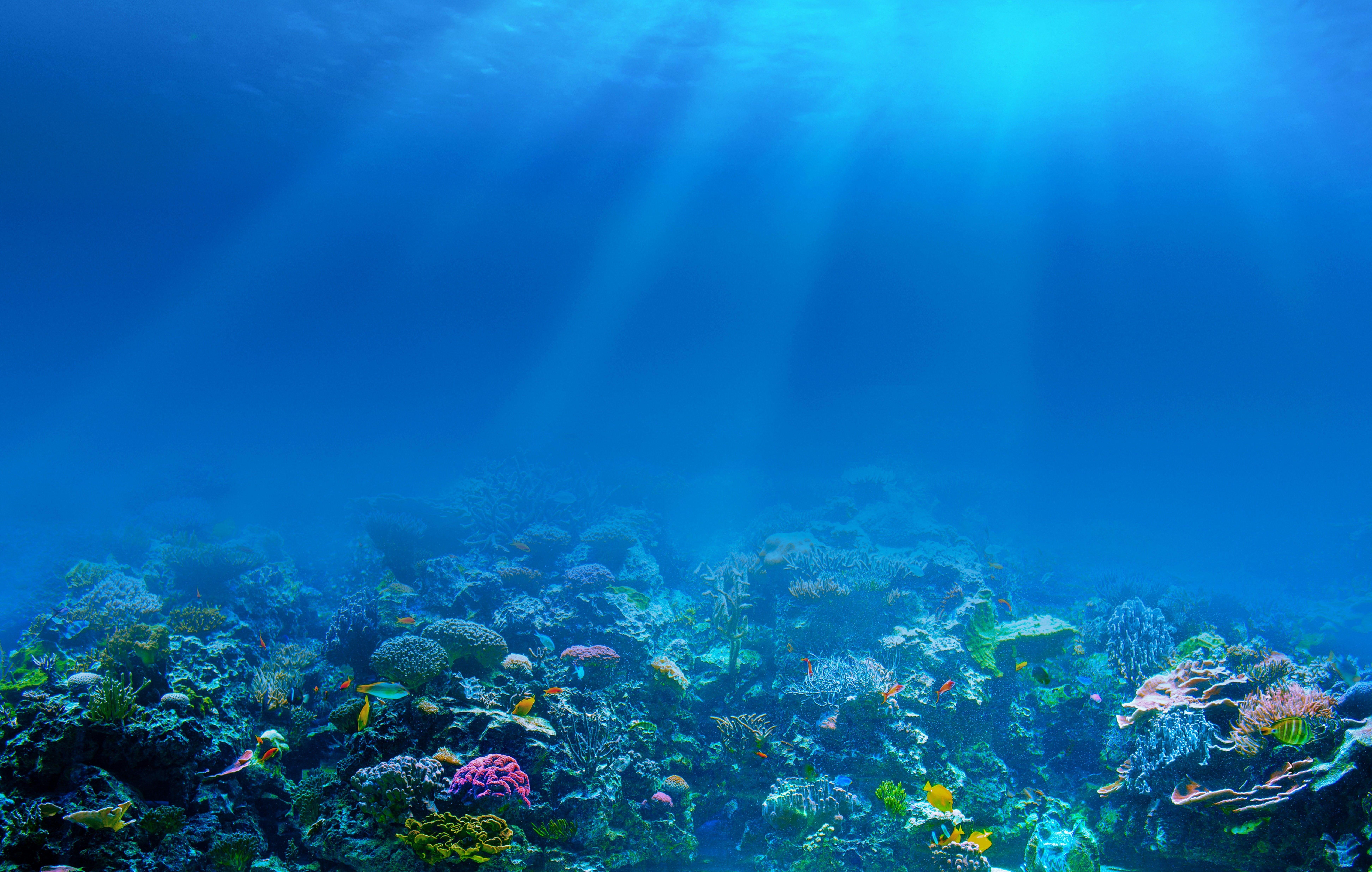 7776x4942 underwater #sea #fish #coral #nature K #wallpaper #hdwallpaper #desktop. Salt water fishing, Underwater background, Sea and ocean