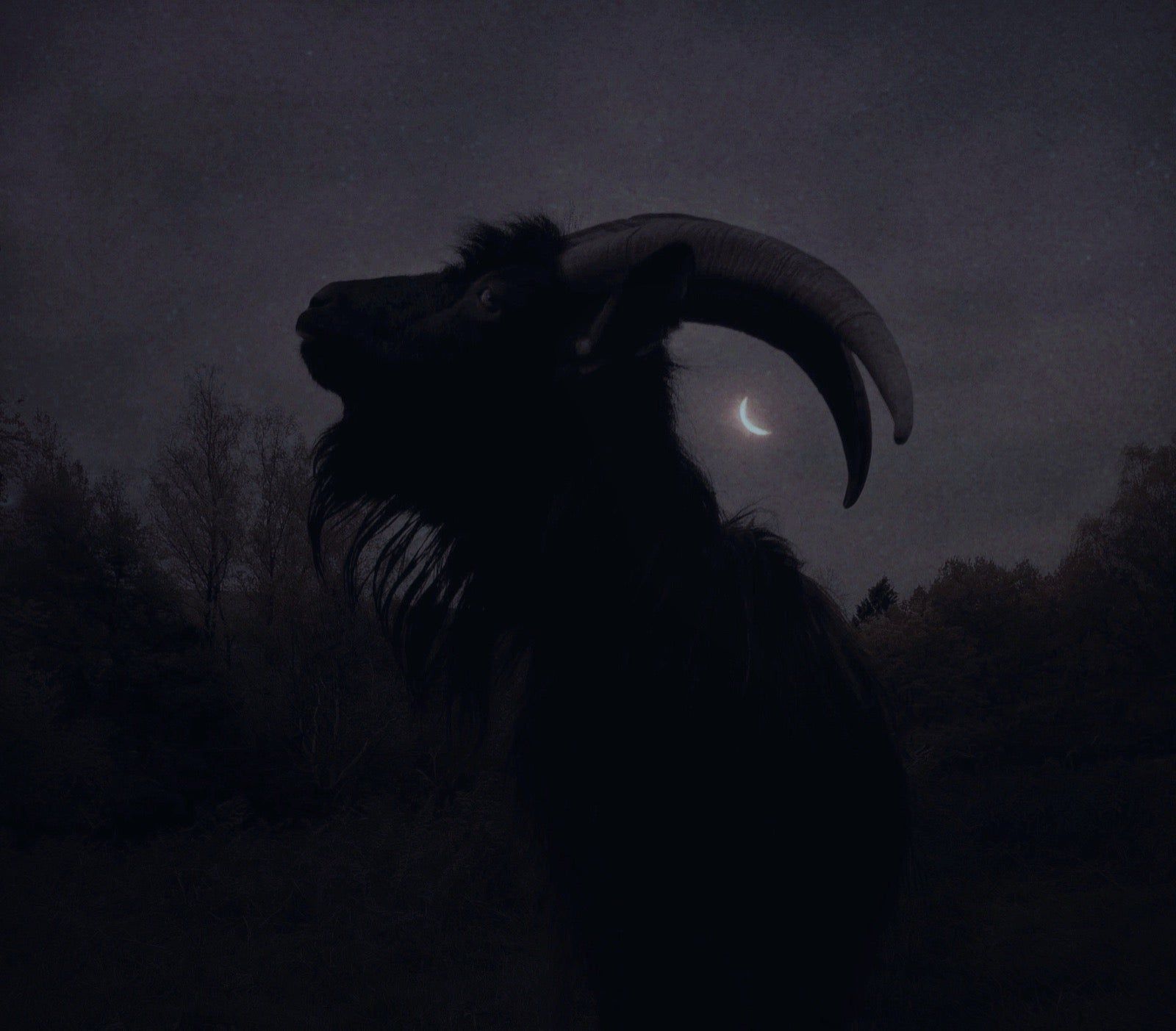 1600x1403 Black Phillip