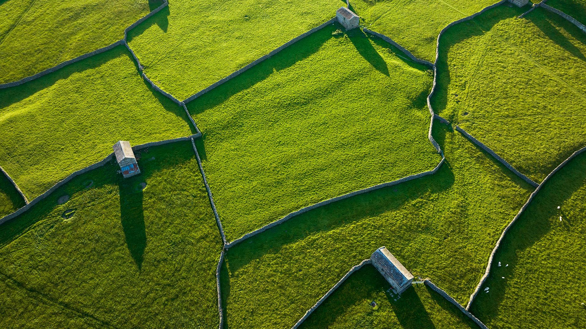 1920x1080 Green pastures divided by drystone walls, Swaledale, Yorkshire Dales, England, UK. Windows Spotlight Image
