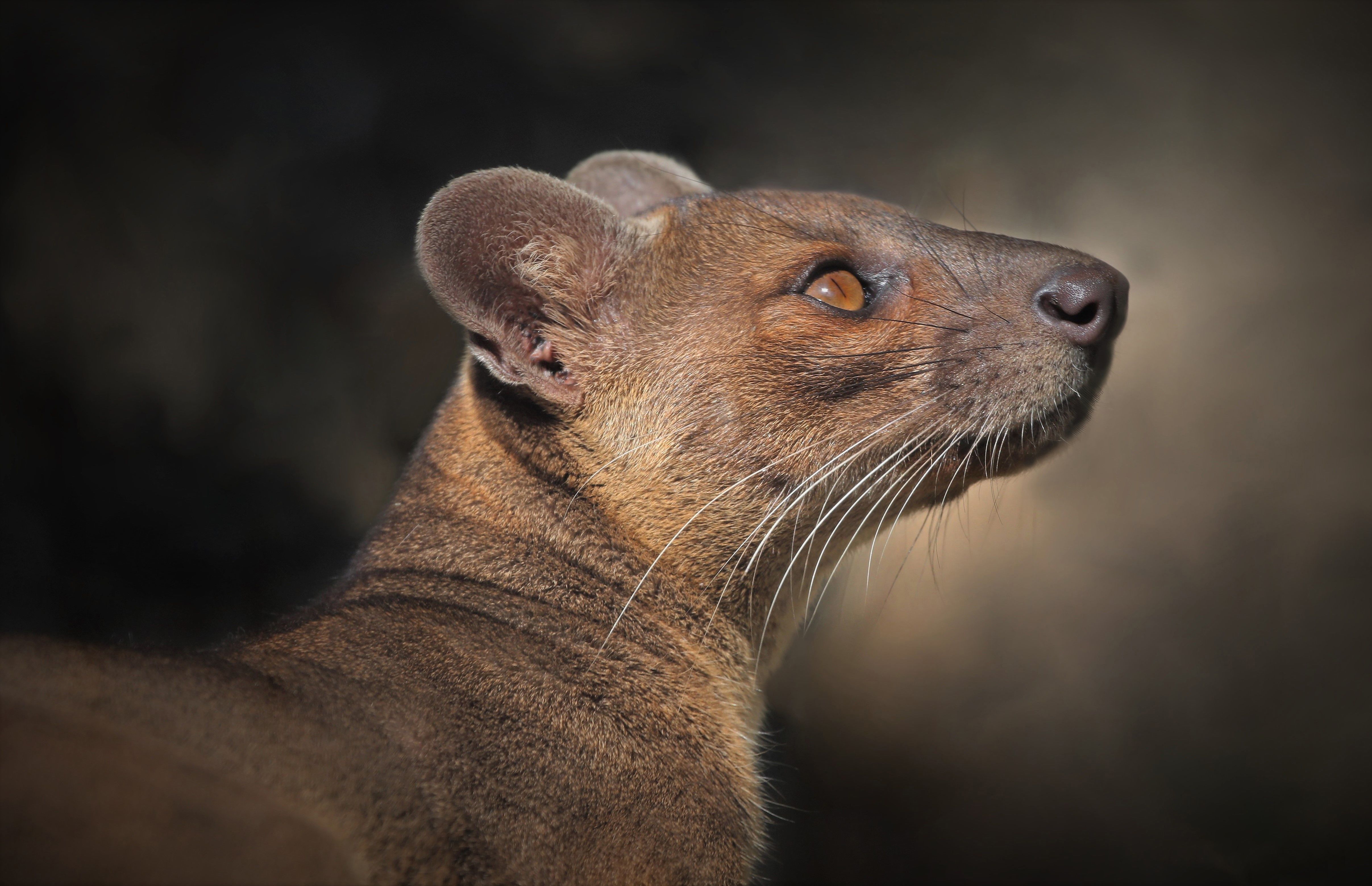 4828x3117 Download Profile Animal Fossa 4k Ultra HD Wallpaperx3117