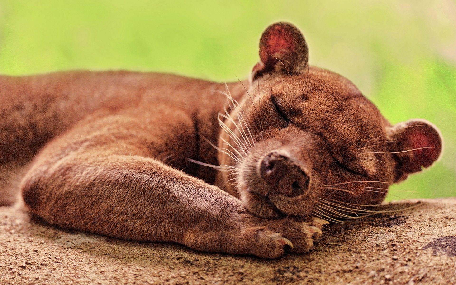 1920x1200 Fossa Wallpaper