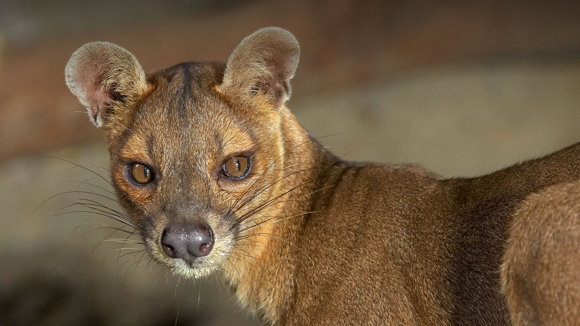 1920x1080 Fossa. San Diego Zoo Animals & Plants