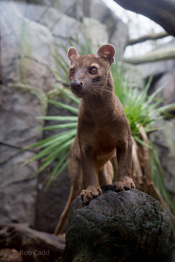 736x1103 Fosa / fossa : RSCC : 12 Oct 2014. Fossa animal habitat, Fossa animal picture, What does a