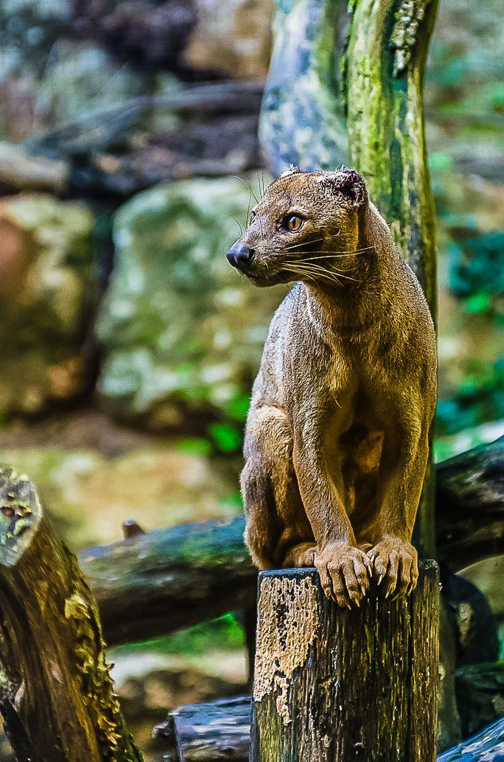 736x1112 fossa 1