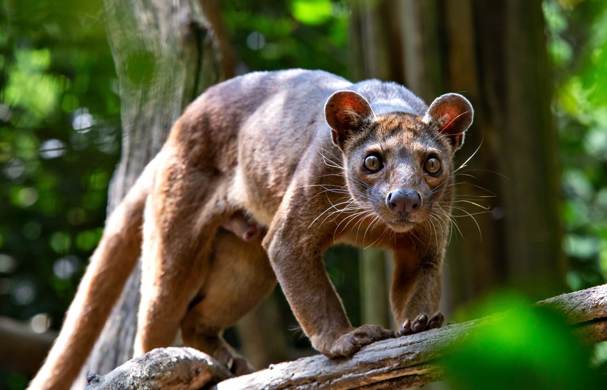 2048x1314 Wallpaper Fossa, beast, nature for mobile and desktop, section животные, resolution 2048x1314