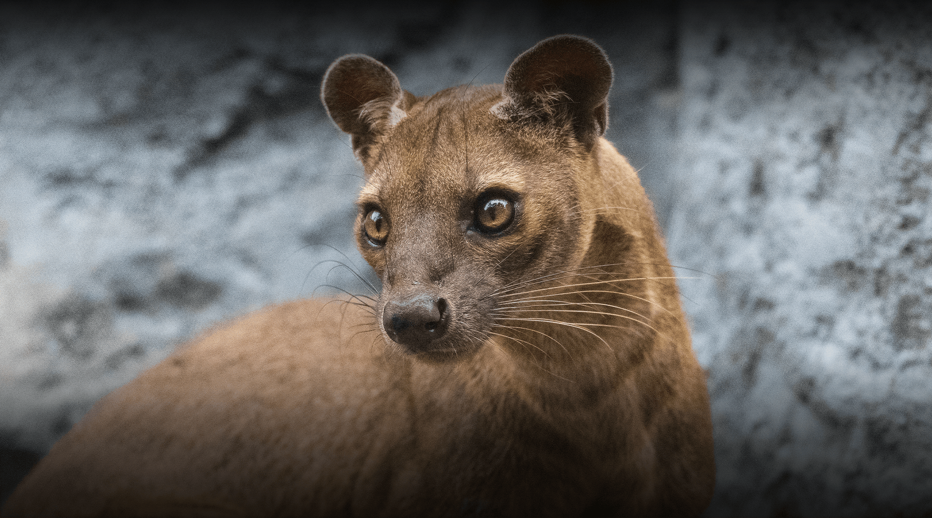 1920x1067 Fossa. San Diego Zoo