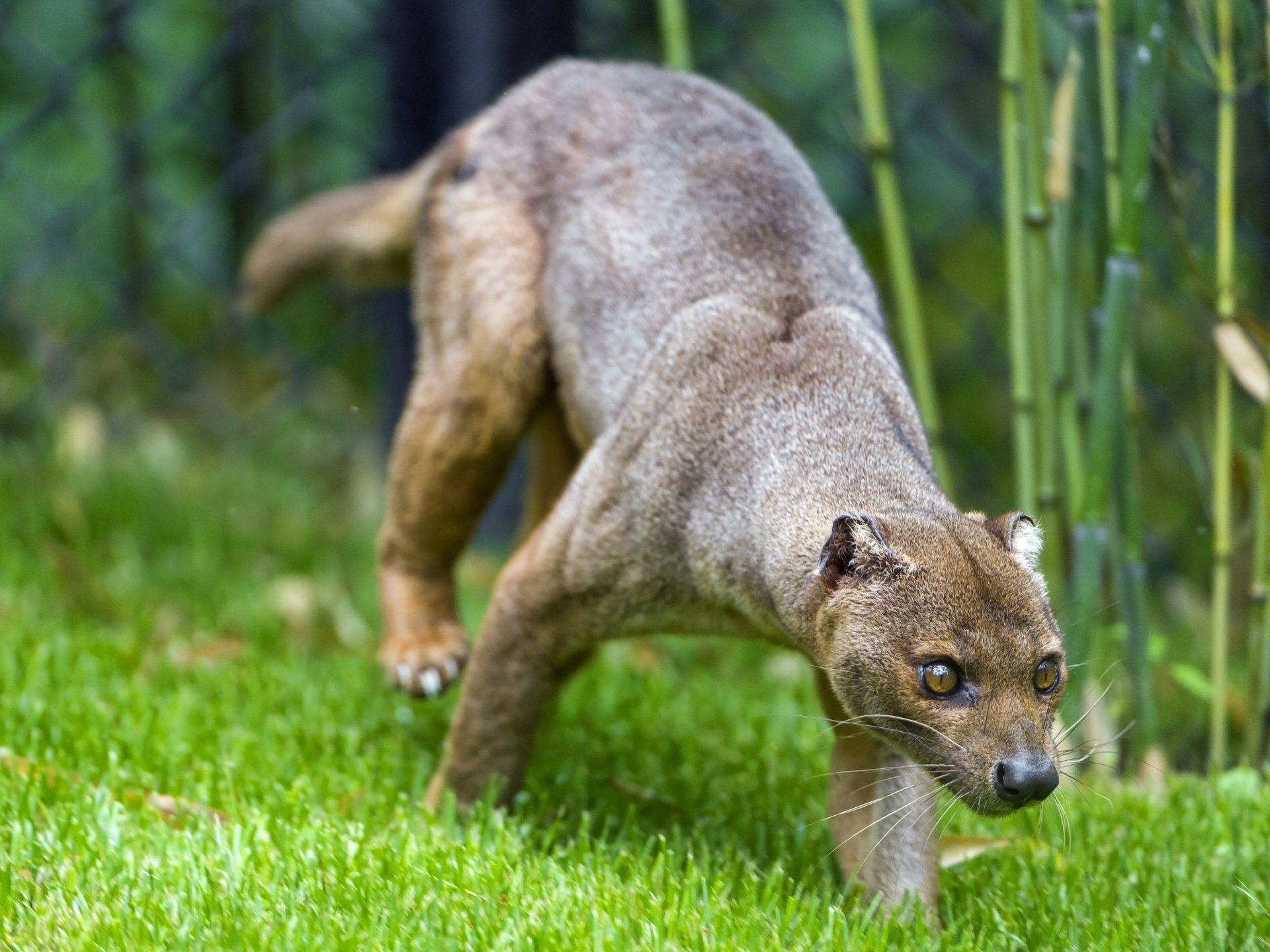 1920x1440 Download Animal Fossa 4k Ultra HD Wallpaperx3138