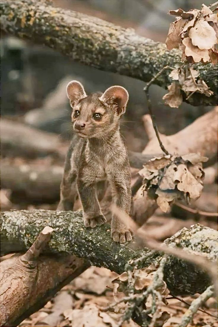 736x1104 Baby Fossa (Cryptoprocta ferox)