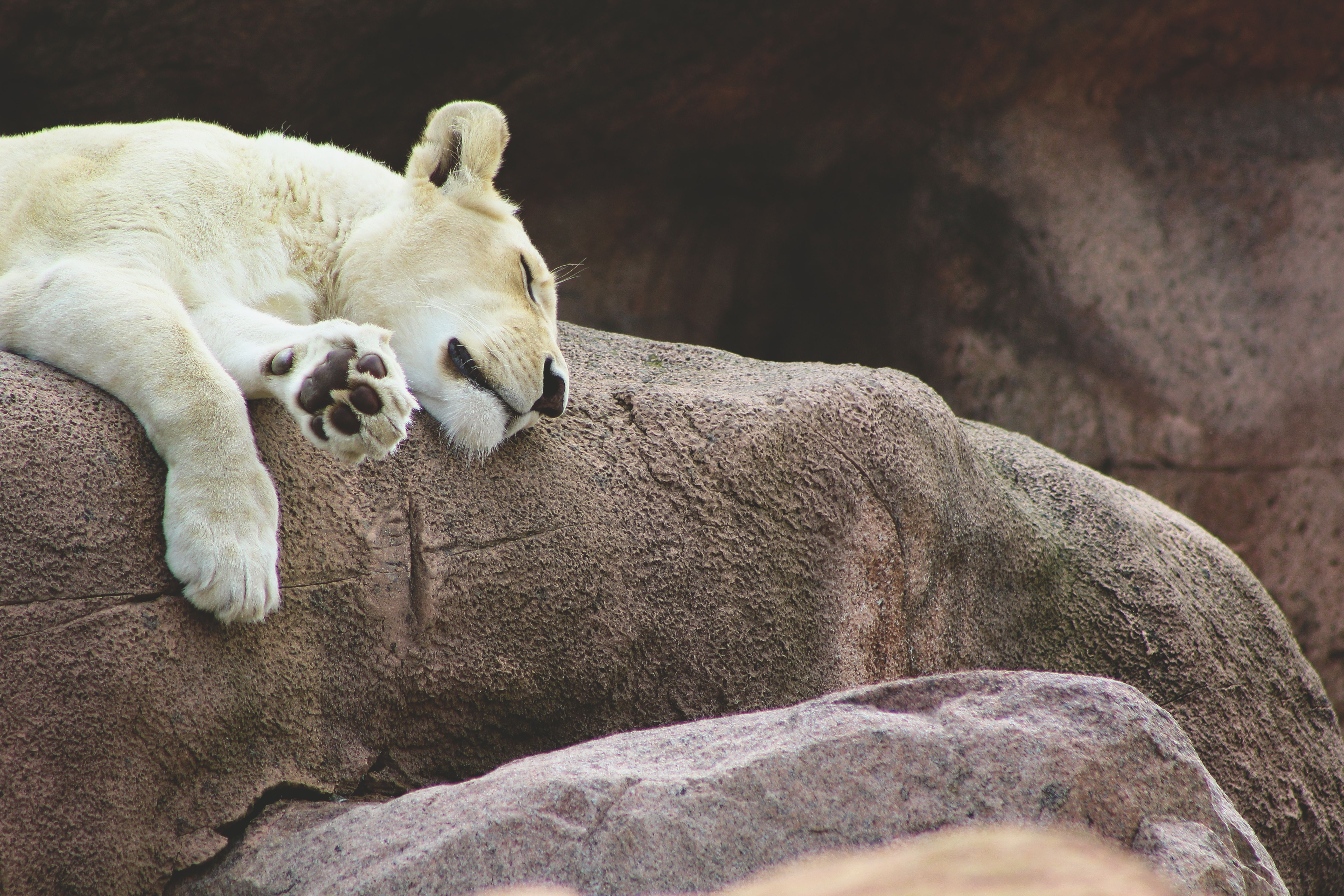 5184x3456 Fossa Phone Wallpaper: Free 4K & HD Downloads
