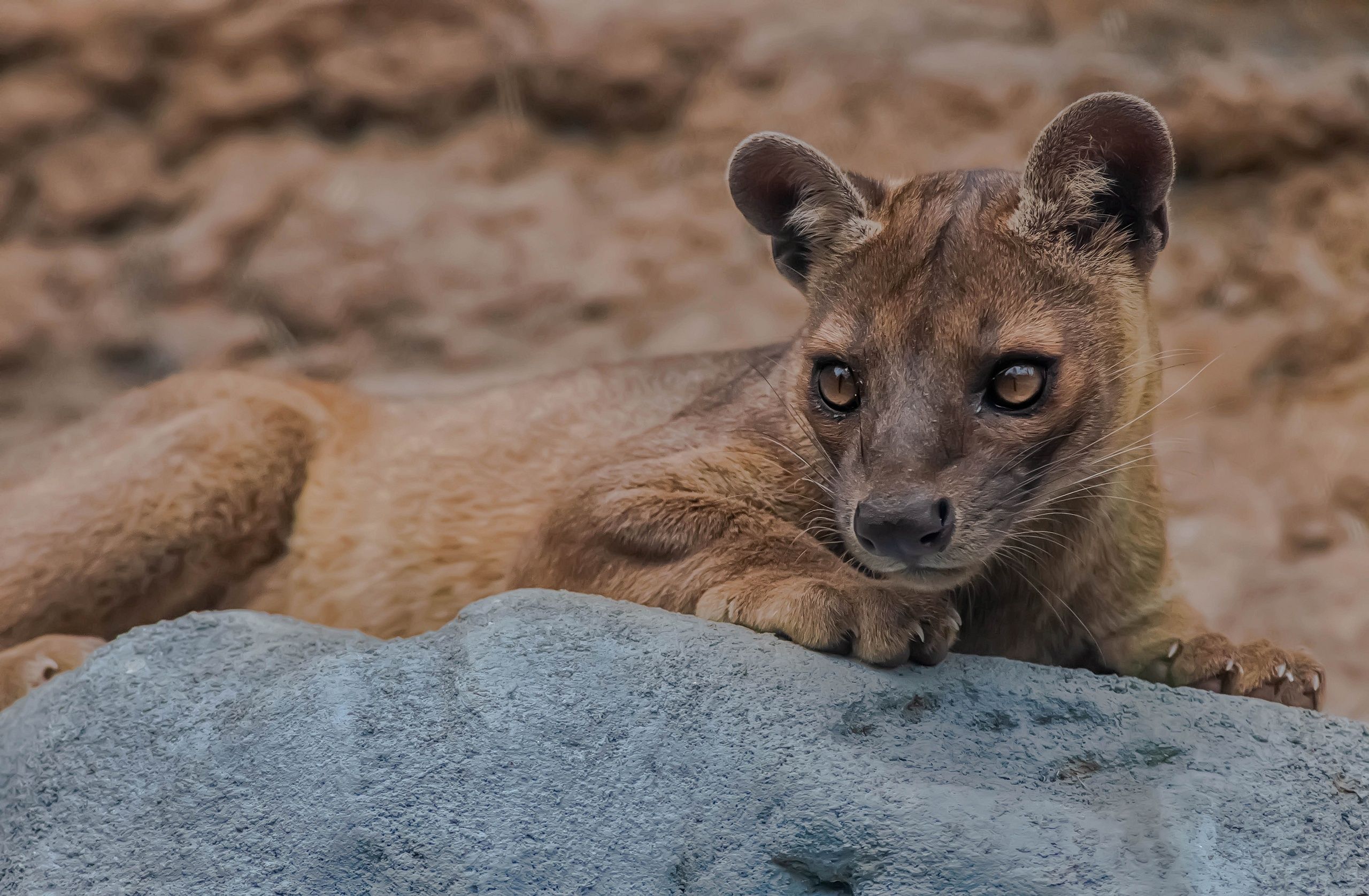 2560x1676 Wallpaper look, predator, Fossa for mobile and desktop, section животные, resolution 2560x1676
