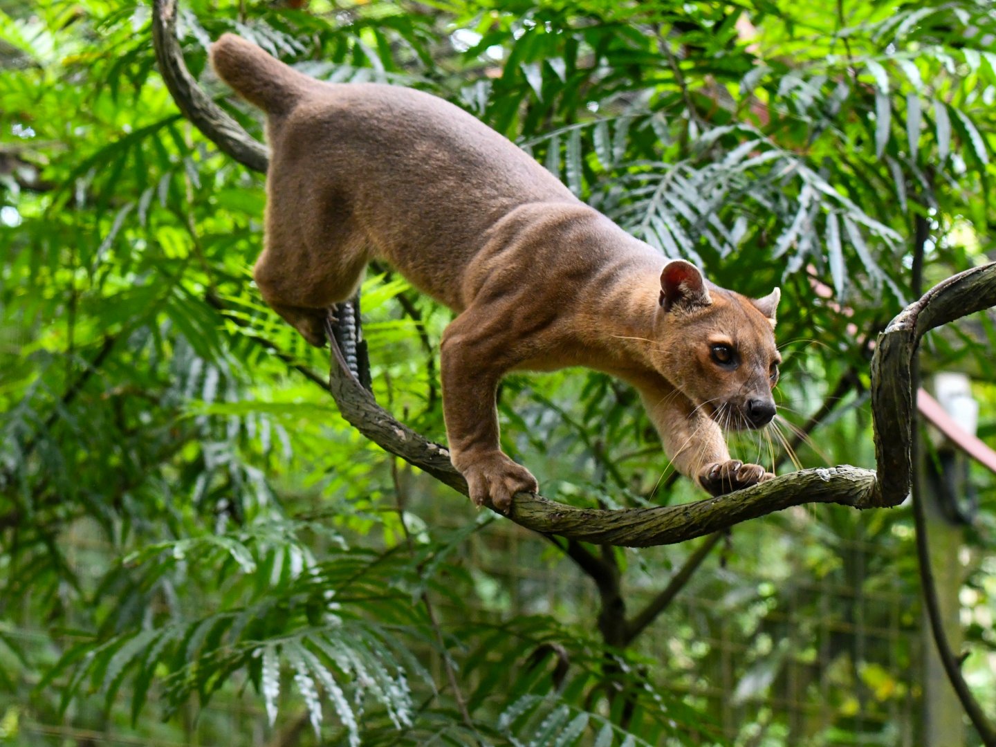 1440x1080 Fossa