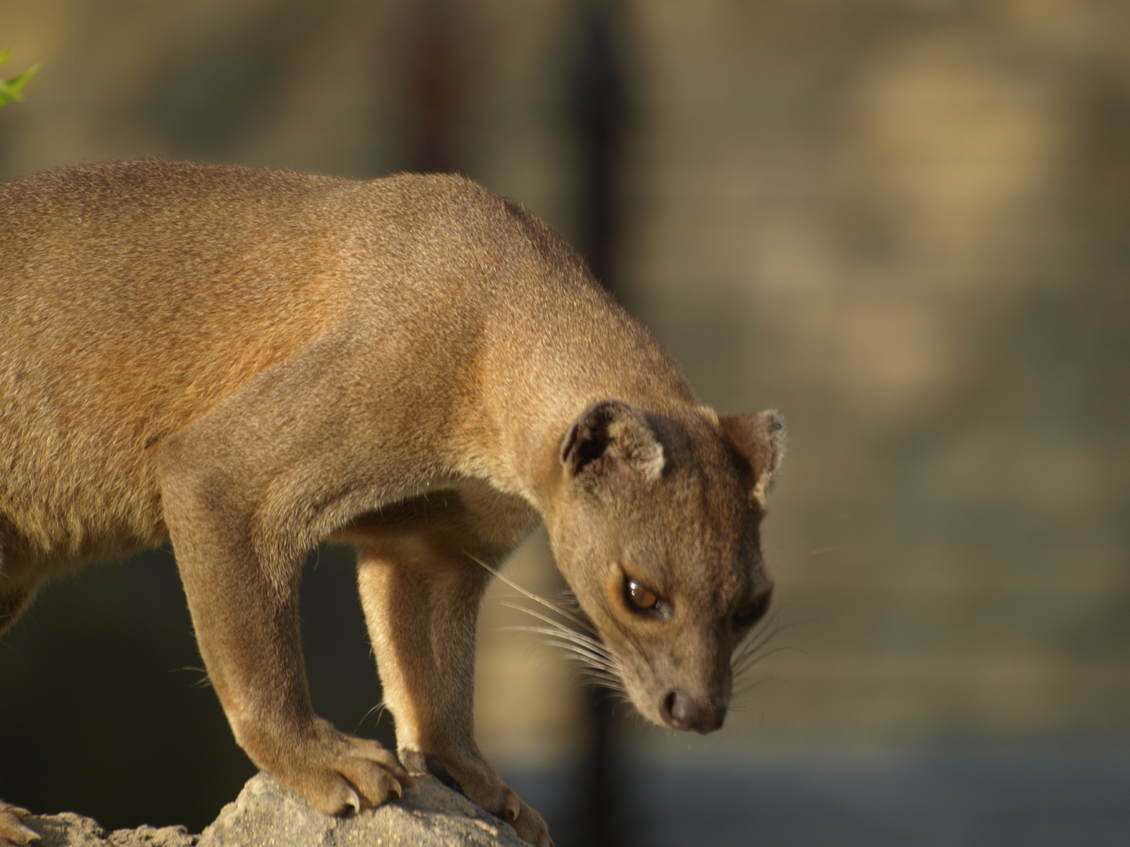 1600x1200 female fossa