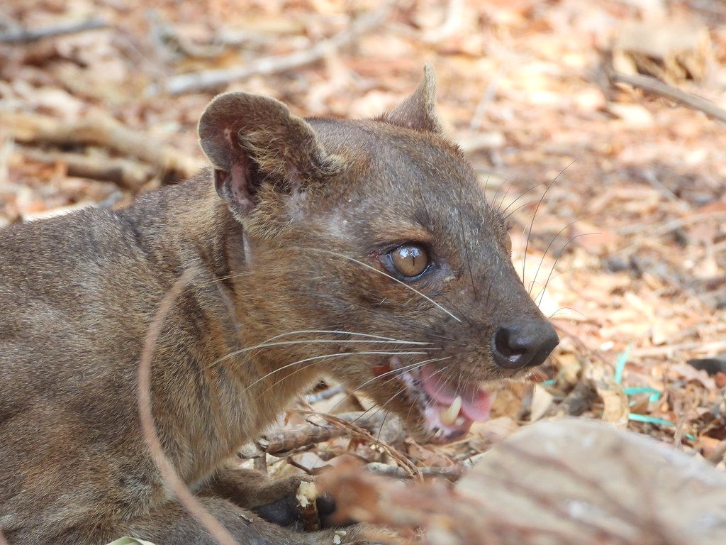 1024x768 Wild Fossa in Kirindy Forest. The Fossa, Madagascar's littl