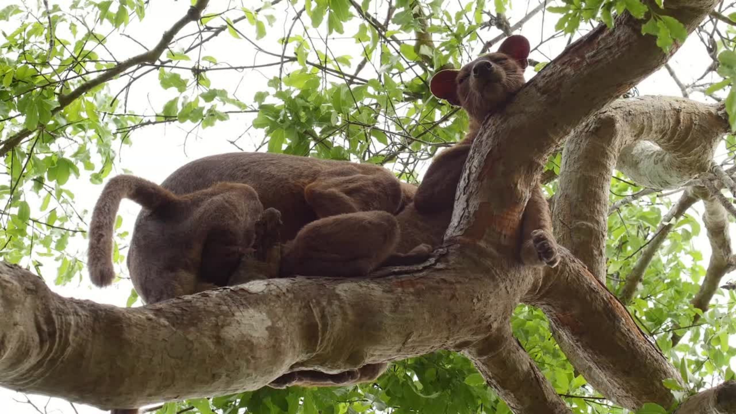 2560x1440 Fossa