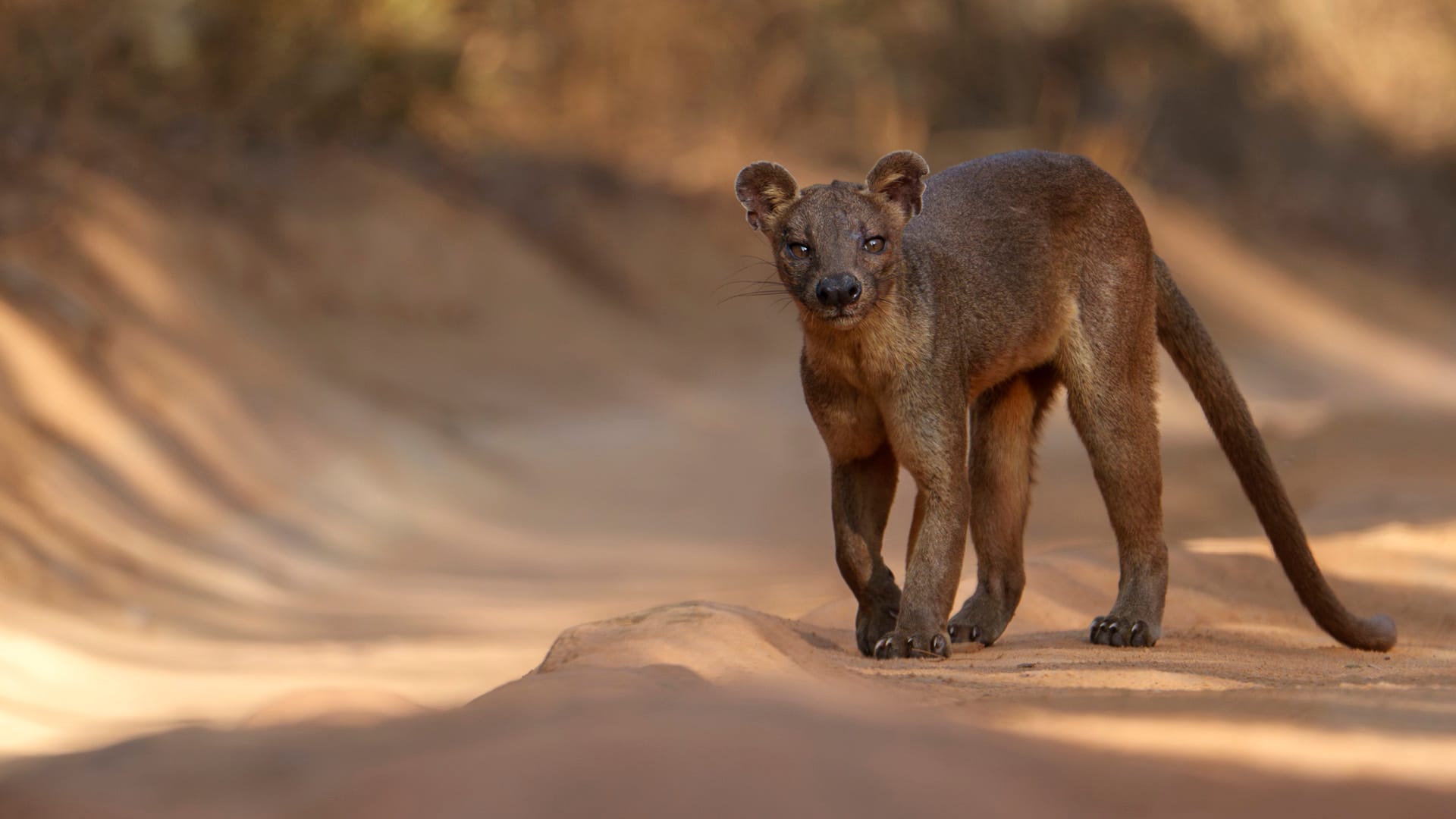 1920x1080 Launch of photo tour Madagascar ⋆ Mike Muizebelt Photography