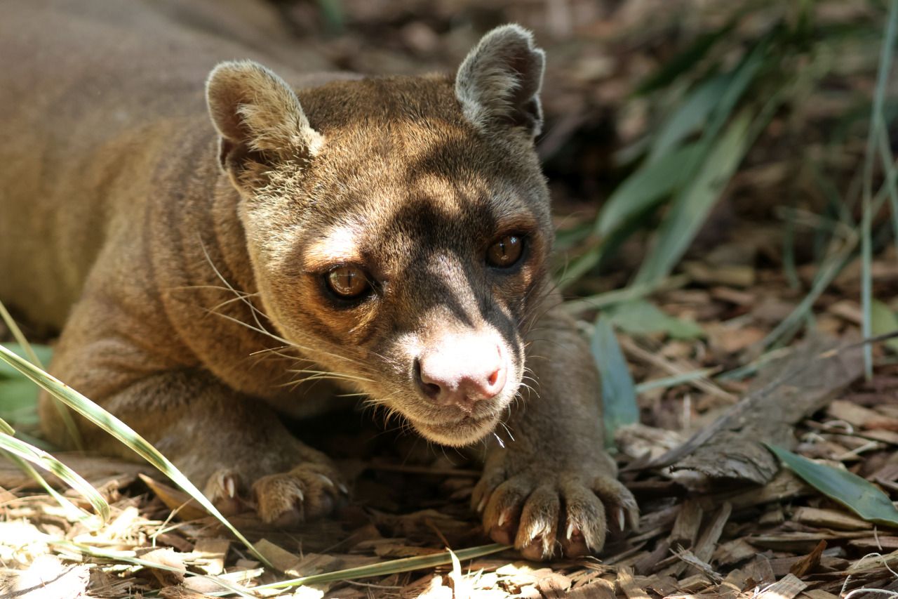 1280x853 I had a really weird moment at the Madagascar