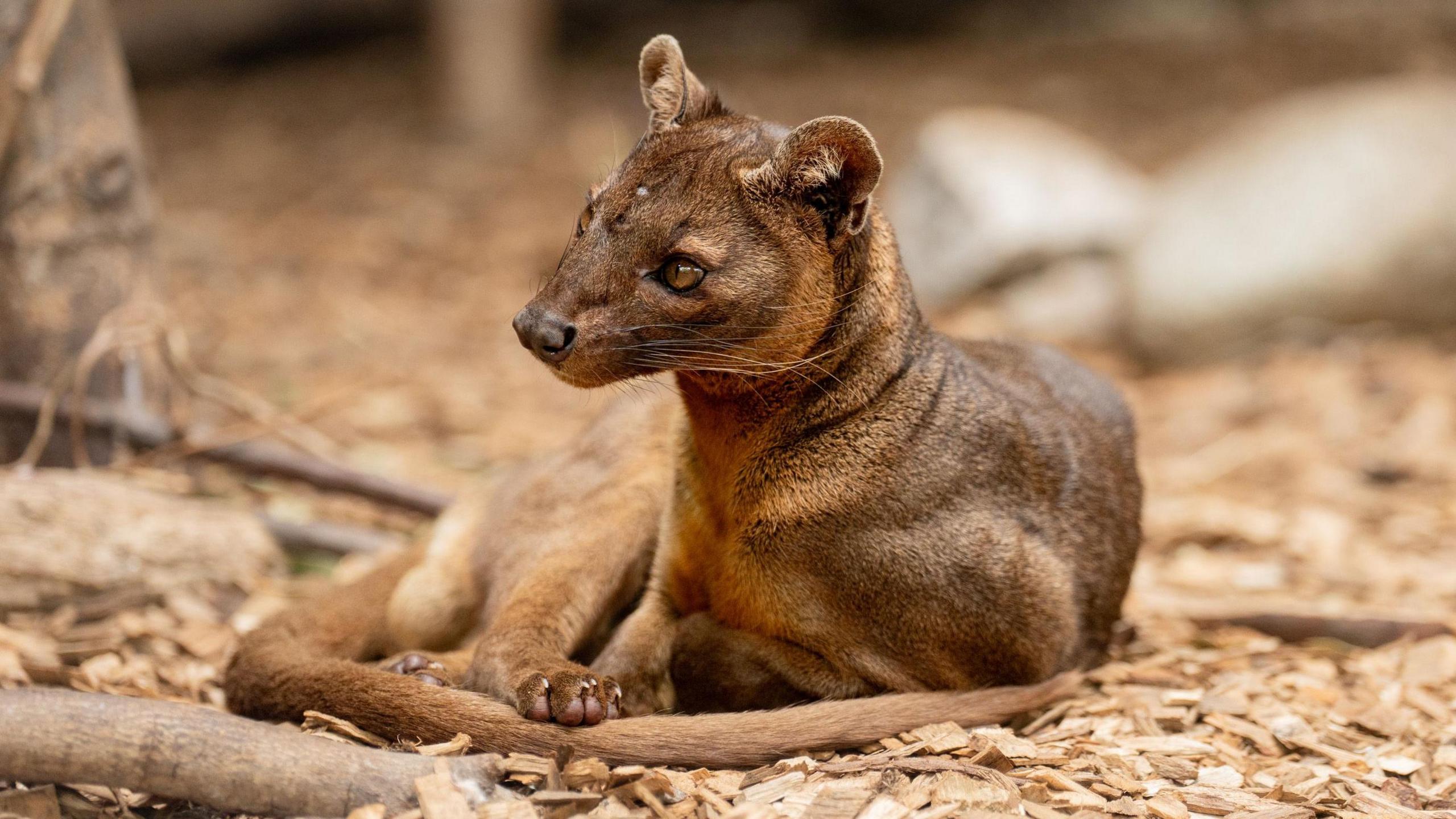 2560x1440 Breeding hope as rare fossa arrives at Chester Zoo from US