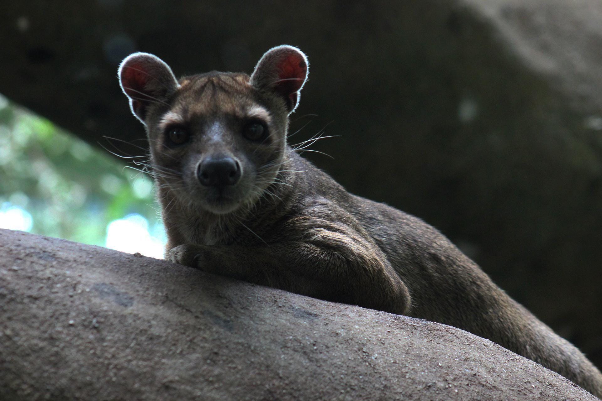 1920x1280 Meet the Fossa: Madagascar's Largest Carnivore