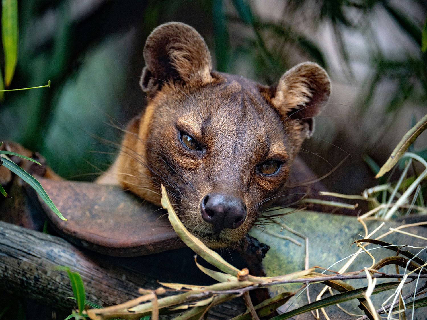 1500x1125 Magical Madagascar Private Tour. On The Go Tours From USD $560