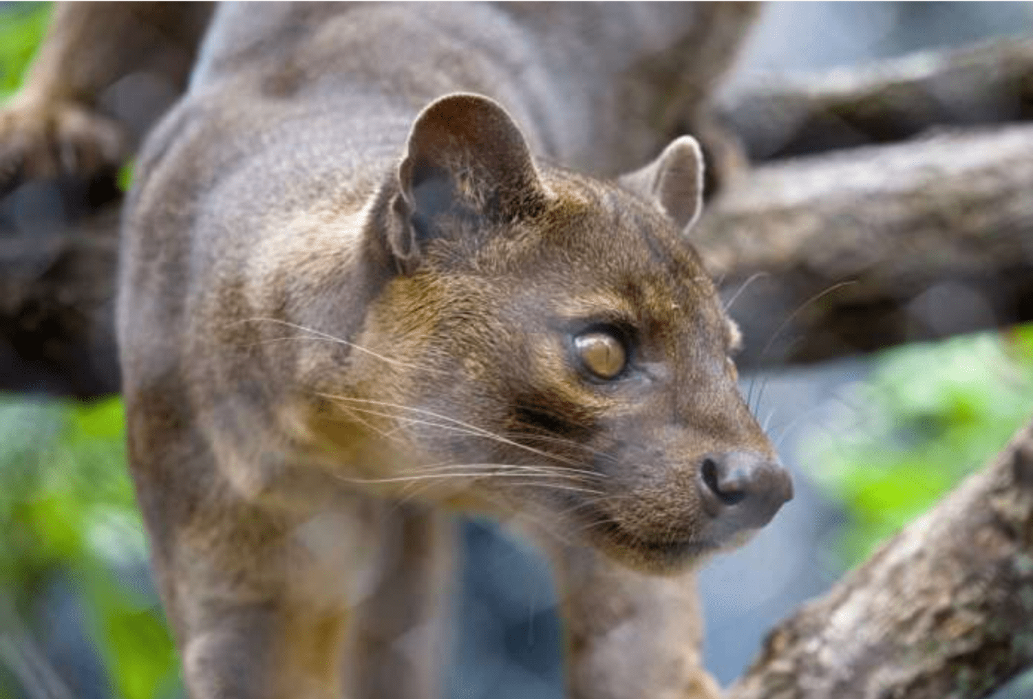 1501x1017 Animal of the Week