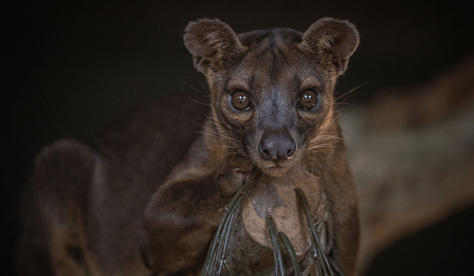 1920x1120 Fossa. Chester Zoo animals