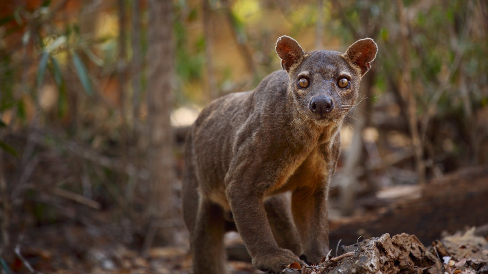1600x900 The fossa: Madagascar's elusive apex predator
