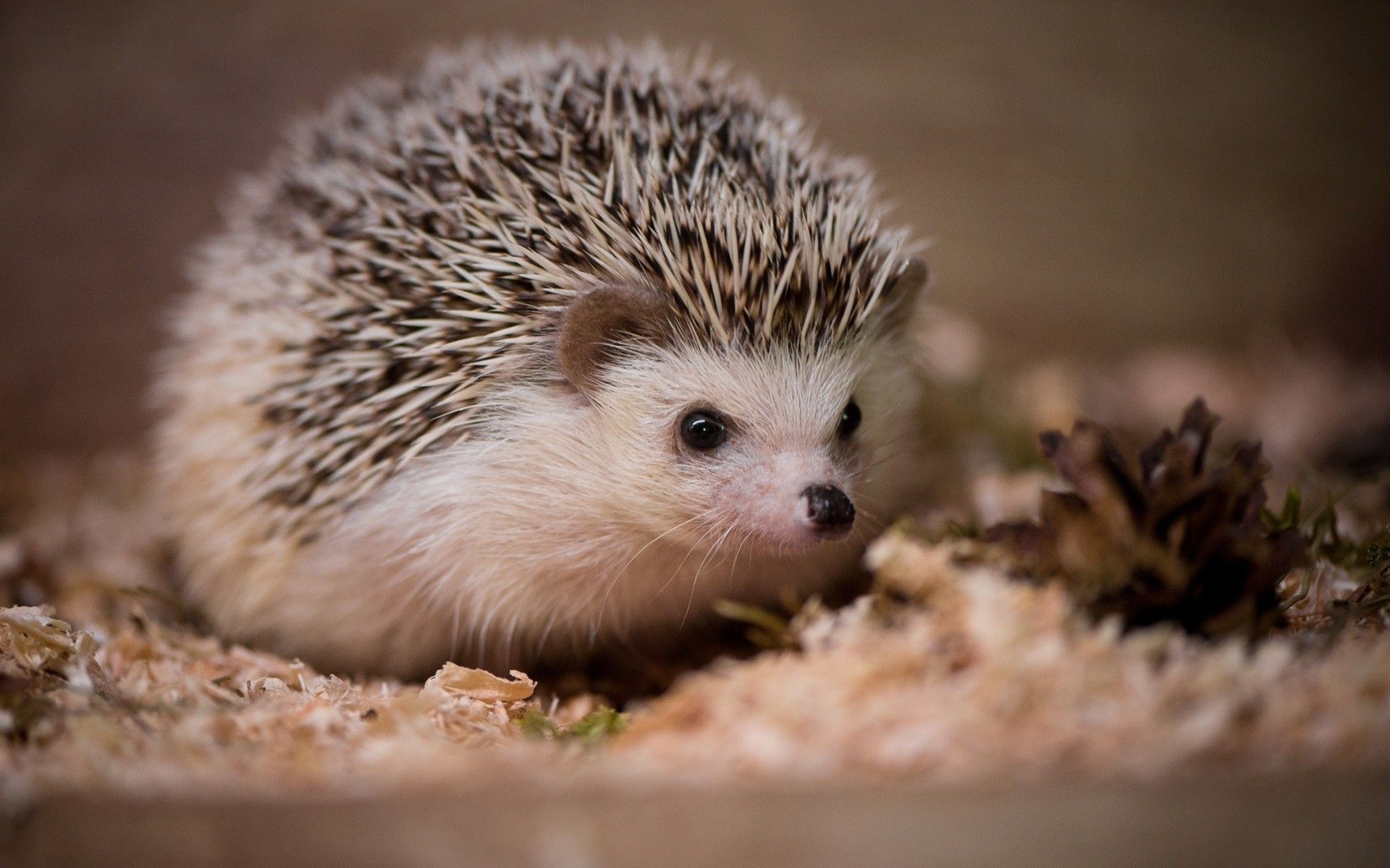 1920x1200 Die Besten Igel Hintergrundbilder