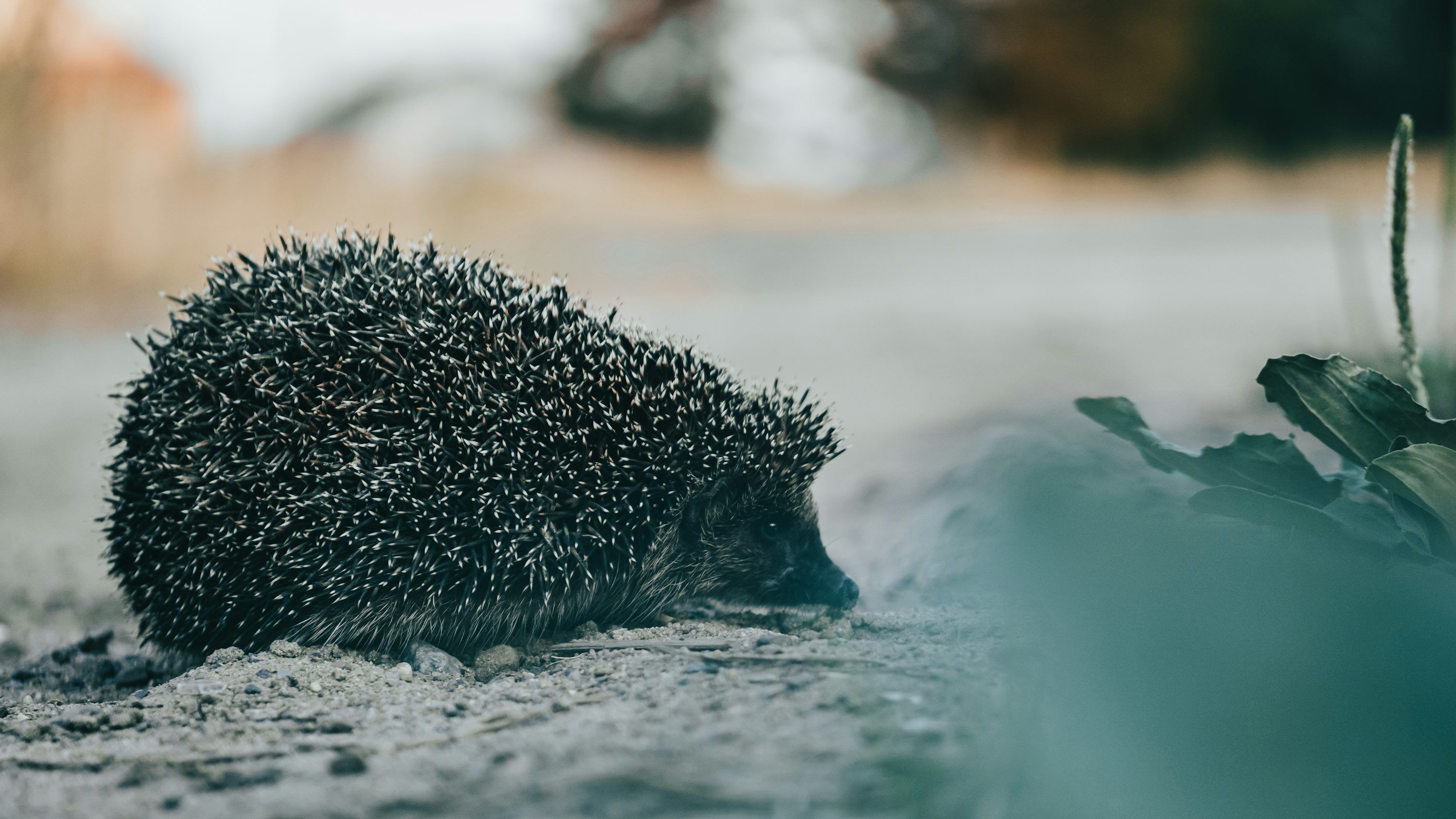 3000x1688 Schwarzer Igel tagsüber auf weißem Sand Foto auf