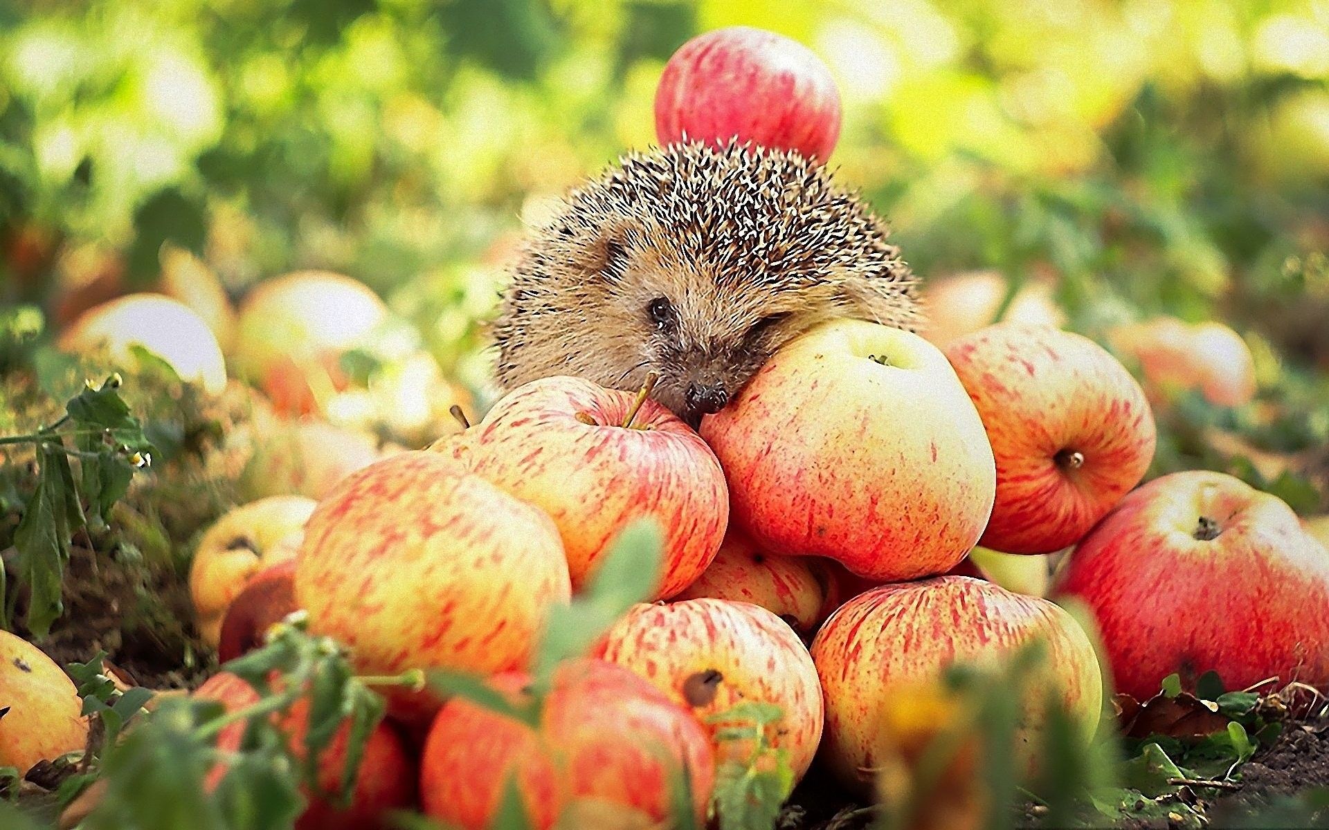 1920x1200 Die Besten Igel Hintergrundbilder