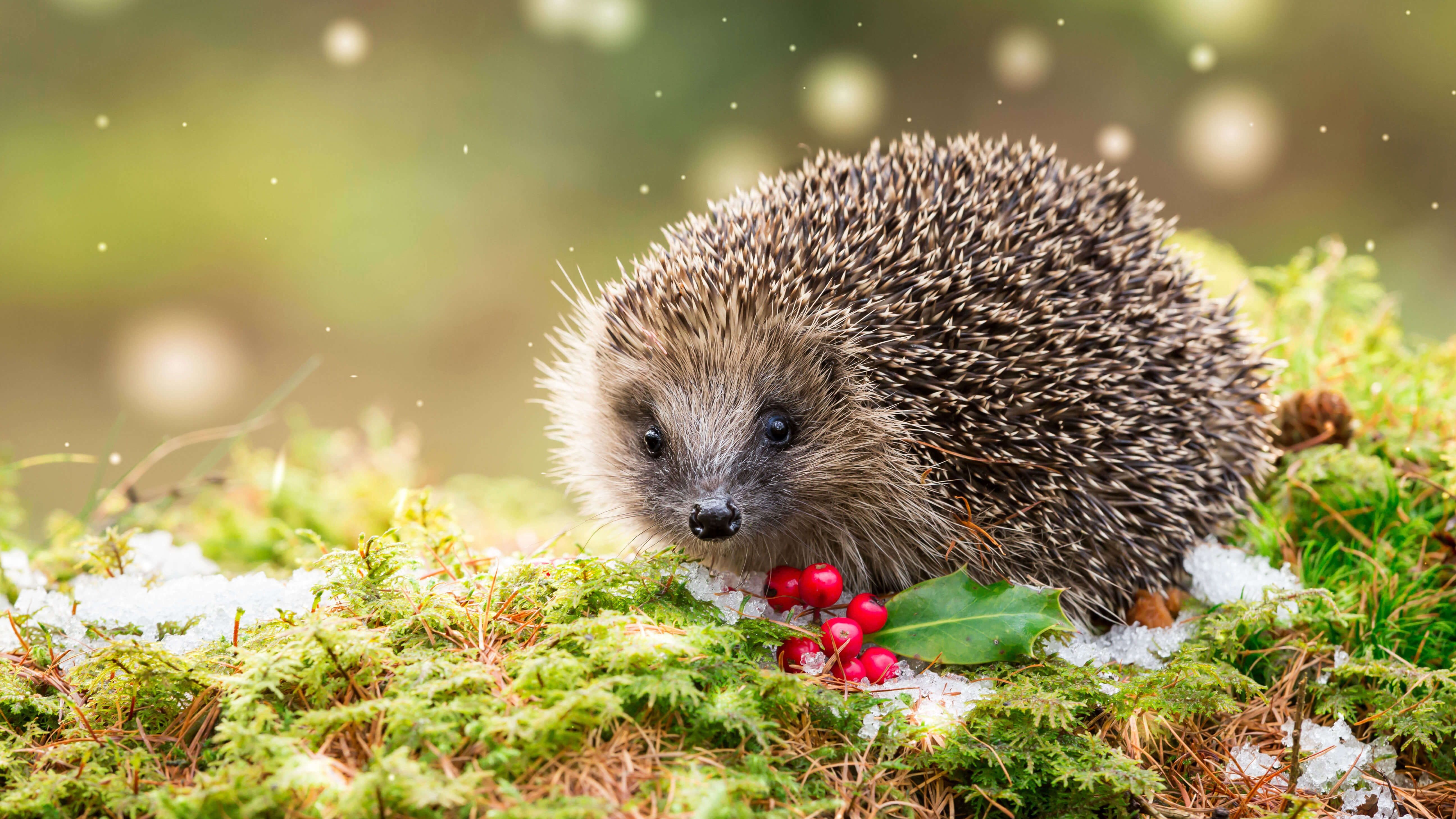 5184x2916 4K Ultra HD Hedgehog Delight: Nature's Tiny Forest Explorer Wallpaperx2916