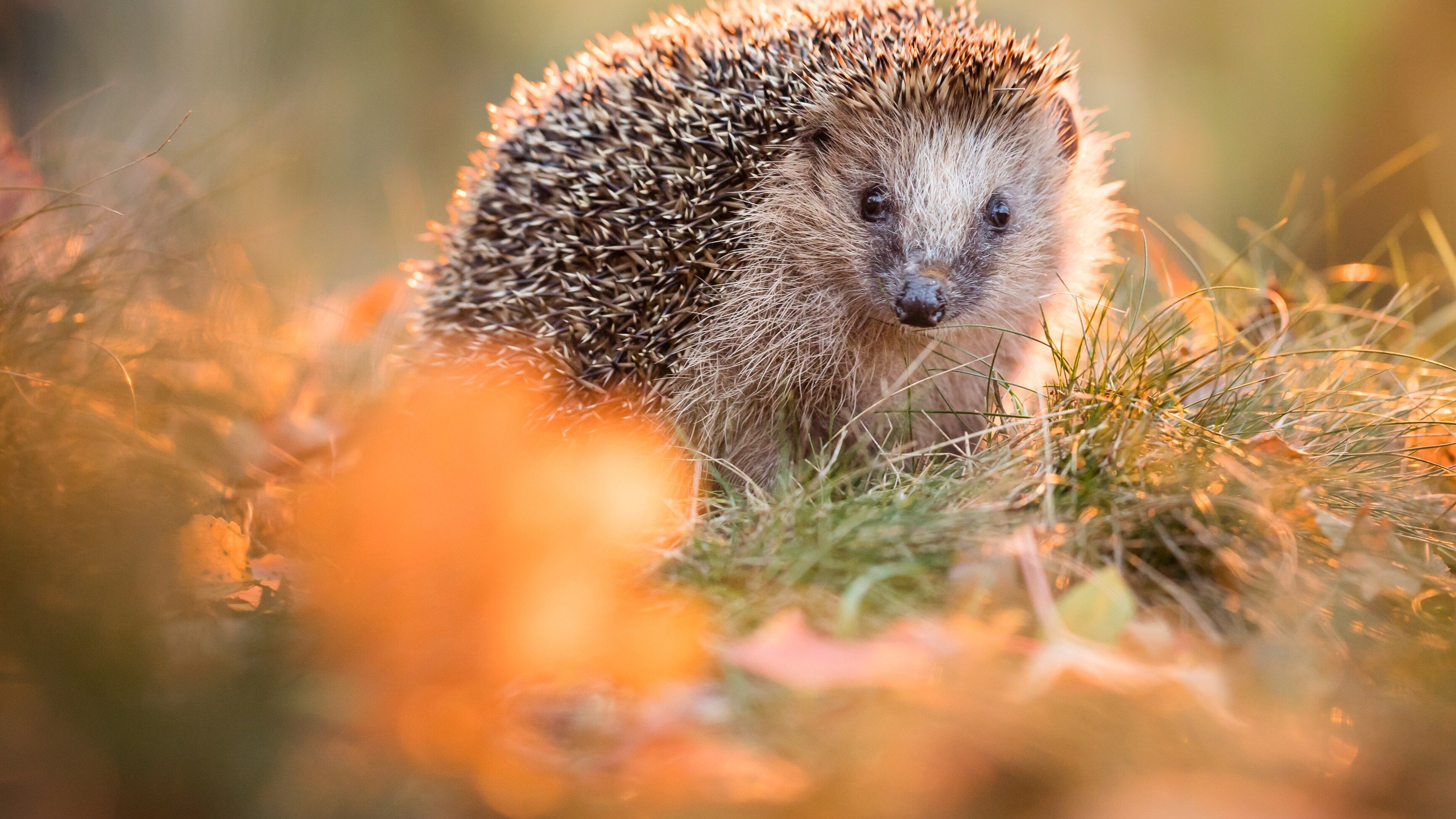 3463x1948 Igel erstmals als bedrohte Art gelistet können Sie sie noch retten