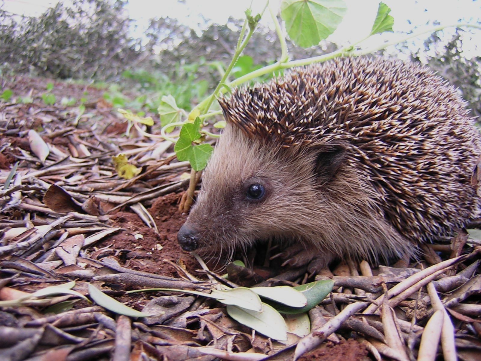 1600x1200 Igel