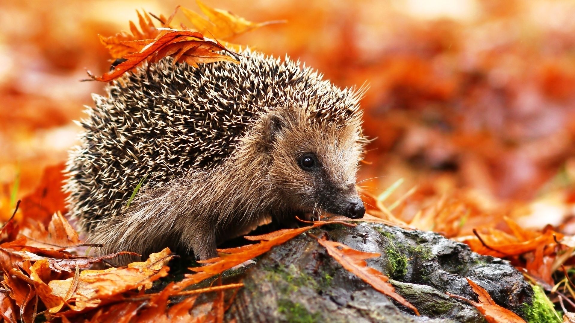 1920x1080 Wallpaper leaves, animal, hedgehog for mobile and desktop, section животные, resolution 1920x1080