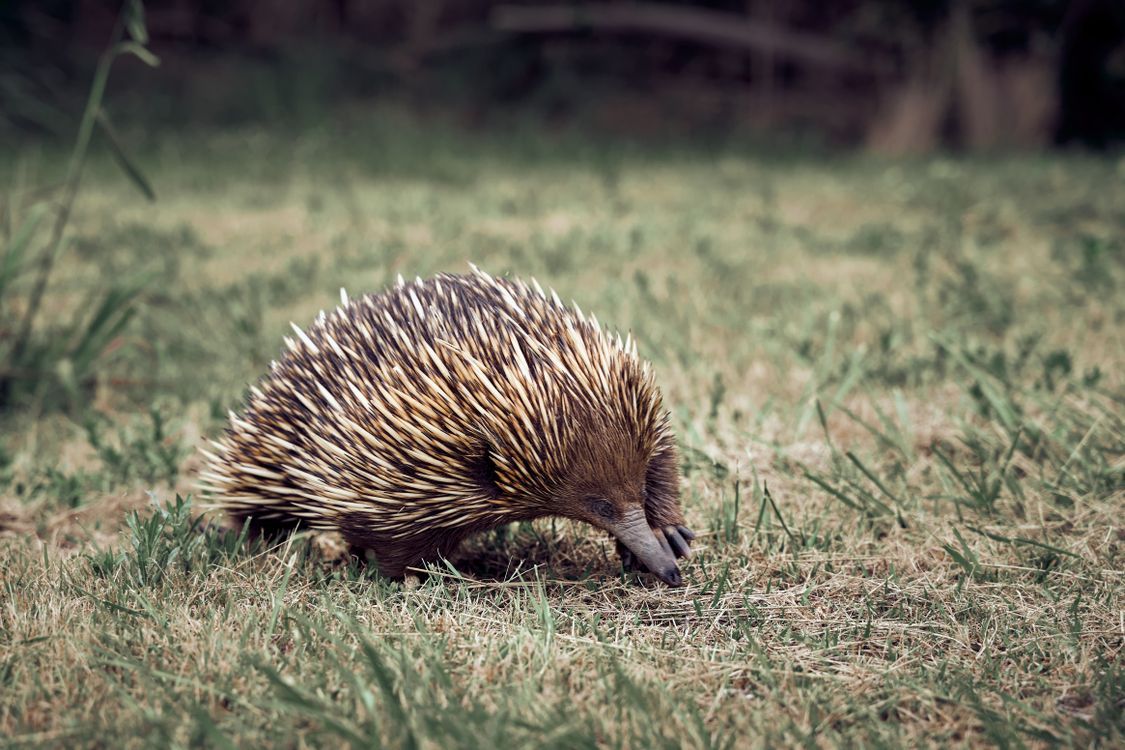 1125x750 Brauner Und Schwarzer Igel Auf Grünem Grasfeld · Kostenloses Stock Foto