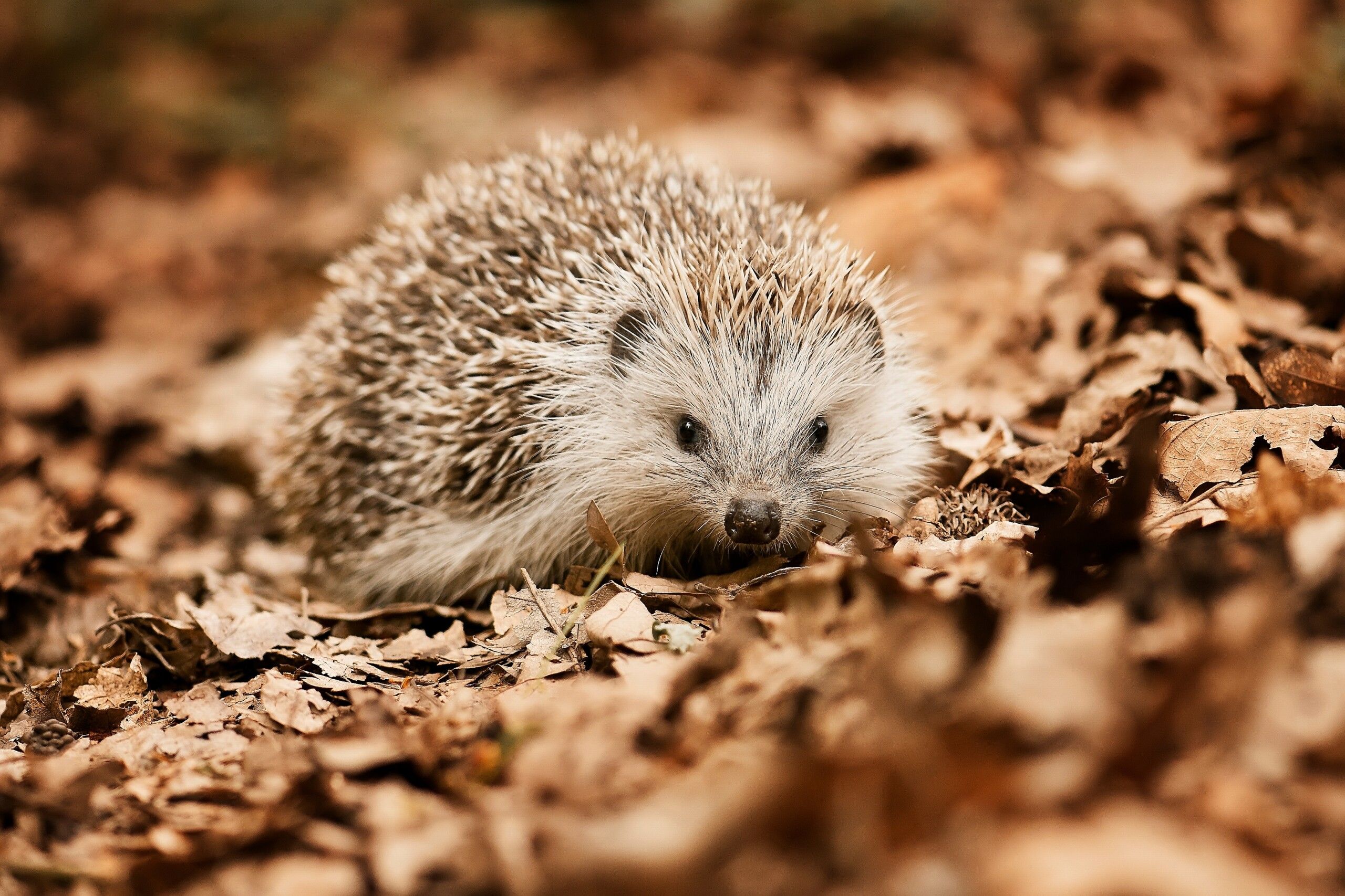 2560x1707 Hints & tips for the hedgehog season