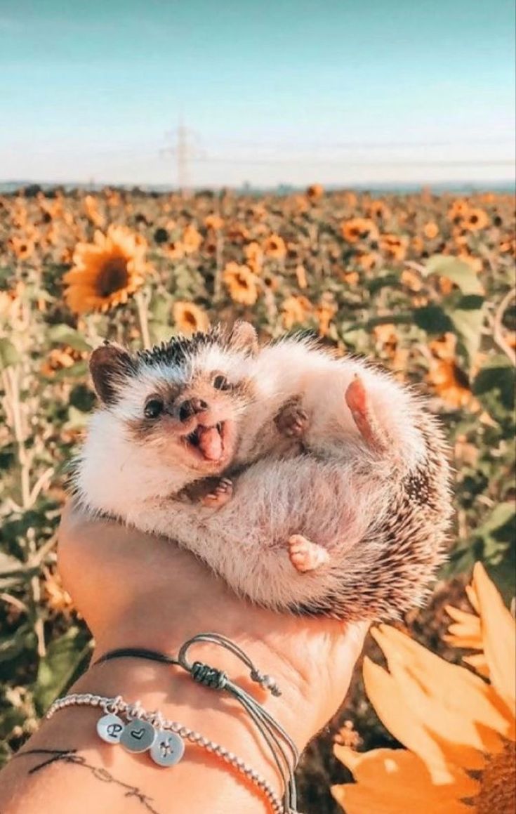735x1159 Igel