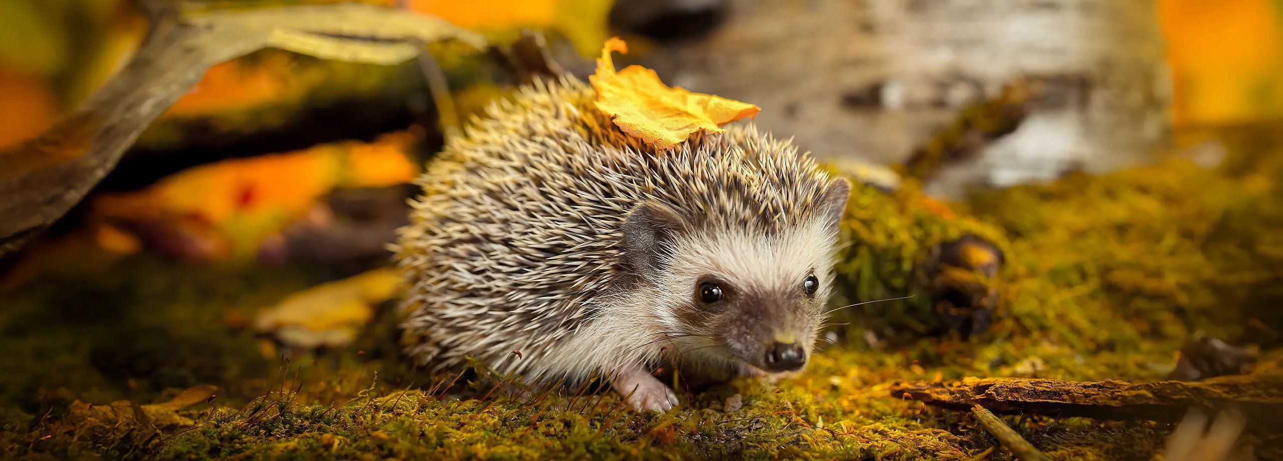2560x920 Igel im Garten: Tipps für Futter & Unterschlupf