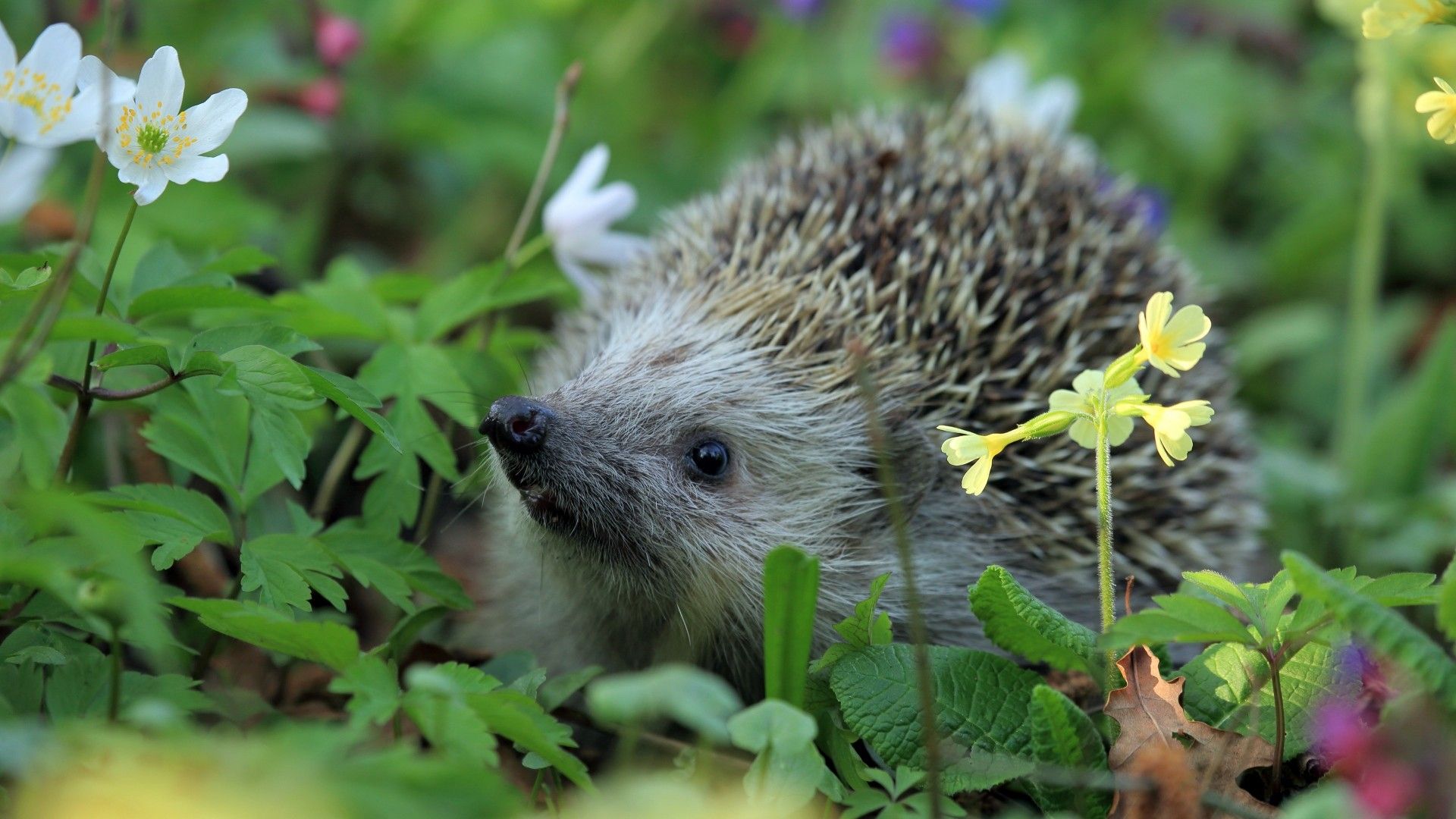 1920x1080 Die Besten Igel Hintergrundbilder