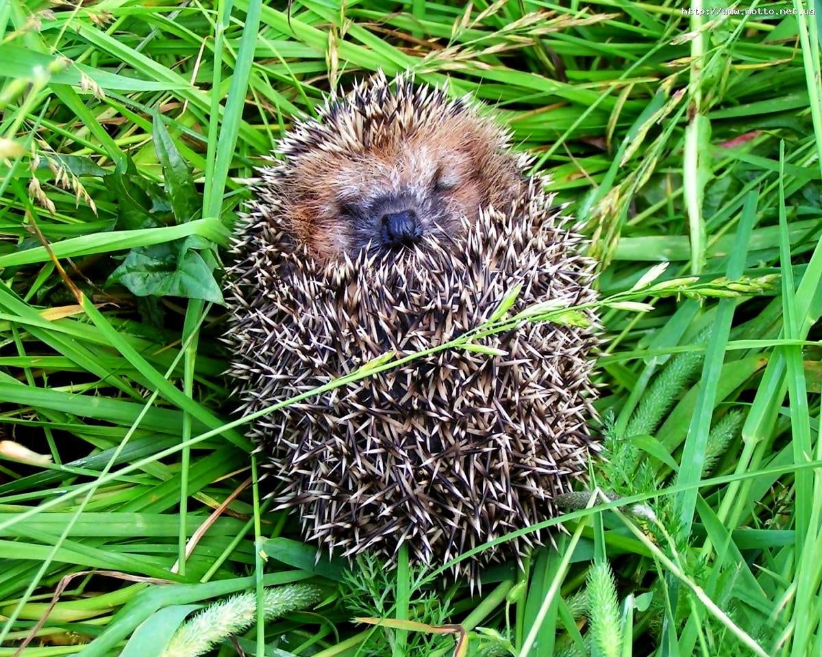 1200x960 Wallpaper Igel, Domestizierter Igel, Grüne. Download TOP freie Wallpaper