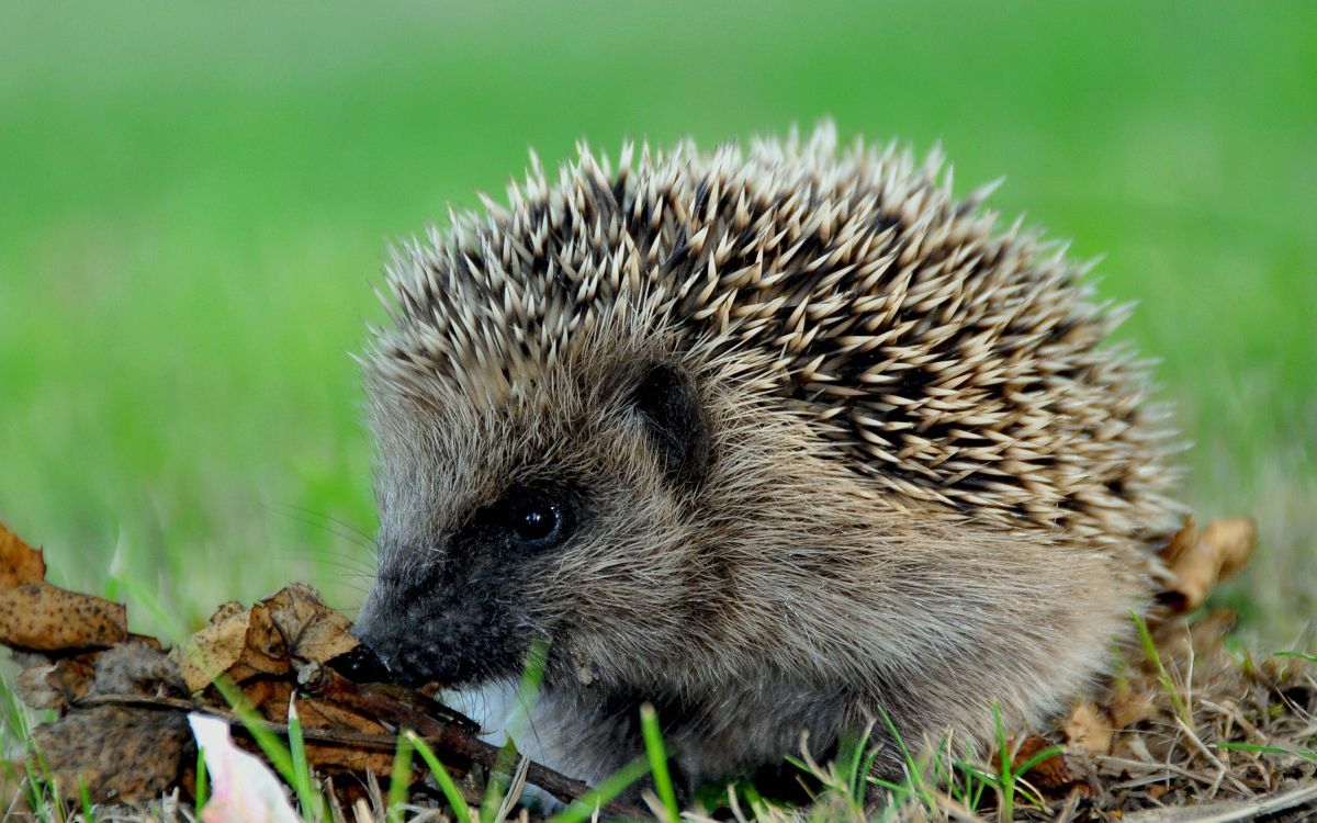 1200x750 Kostenlose Hintergrundbilder Igel Auf Braunem Getrocknetem Blatt, Bilder Für Ihren Desktop Und Fotos