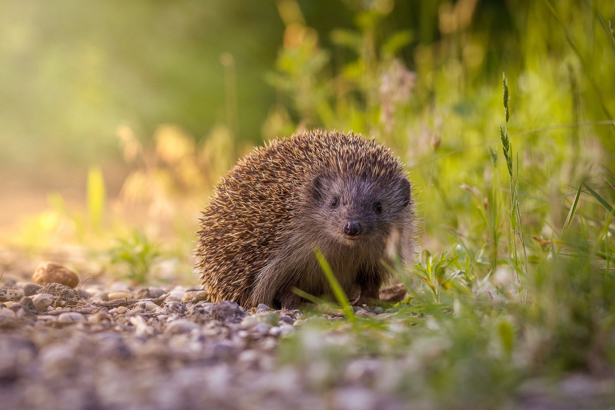 2048x1365 Hedgehog Haven: HD Animal Wallpaper in Nature's Glowx1365