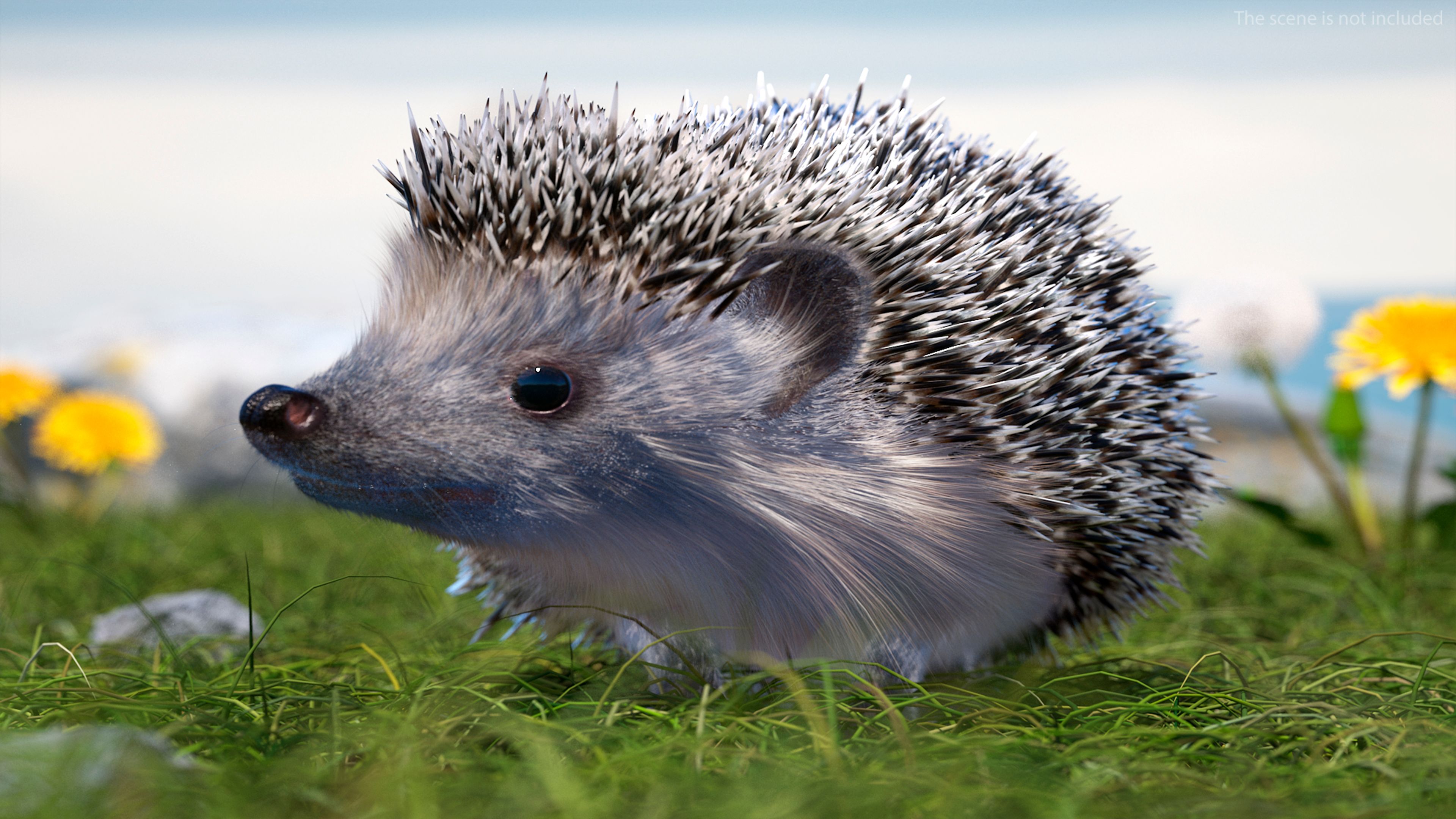 3840x2160 Igel Mit Weißem Fell Manipuliert 3D Modell $199 .max