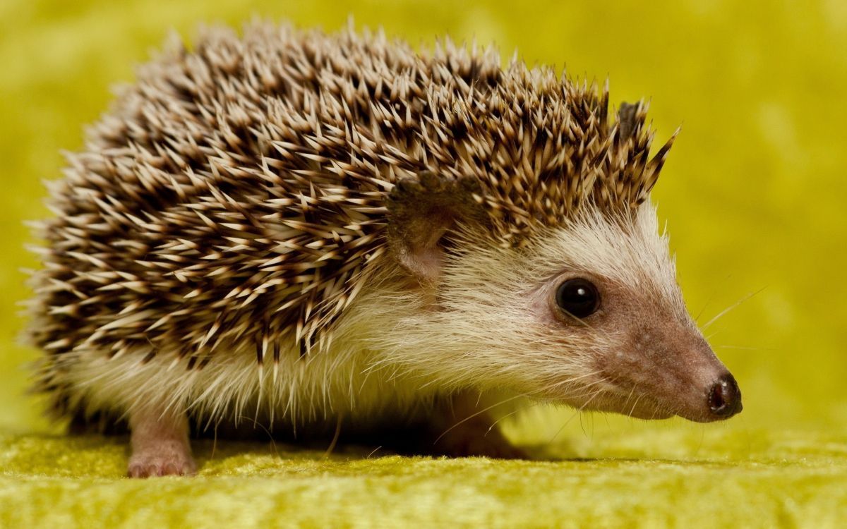 1200x750 Kostenlose Hintergrundbilder Weißer Und Schwarzer Igel Auf Gelber Fläche, Bilder Für Ihren Desktop Und Fotos