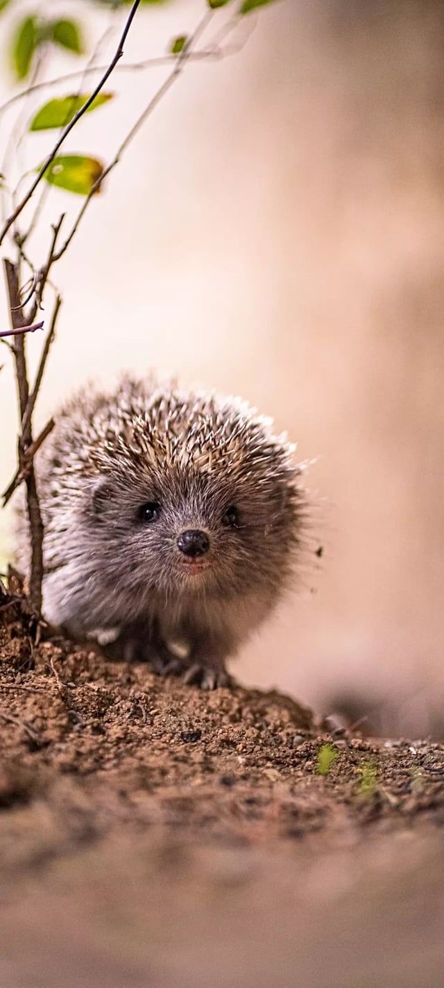640x1422 Animal Wallpaper Collection (1080x2400)