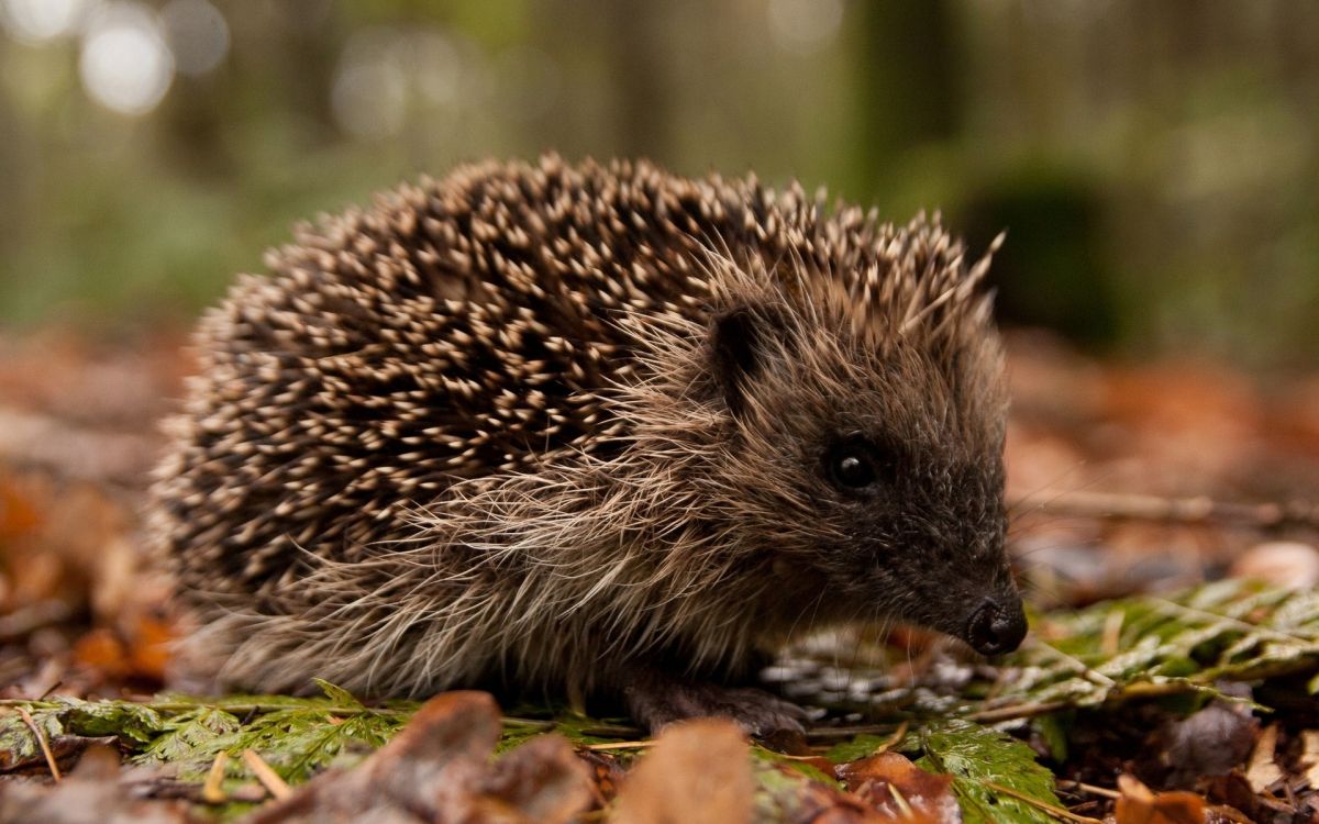 1200x750 Kostenlose Hintergrundbilder Brauner Igel Auf Grünem Gras Tagsüber, Bilder Für Ihren Desktop Und Fotos