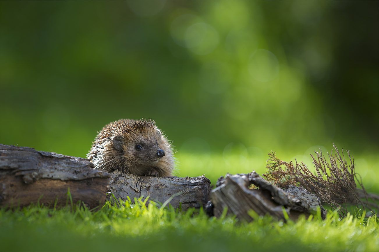 1302x868 Hedgehog protection