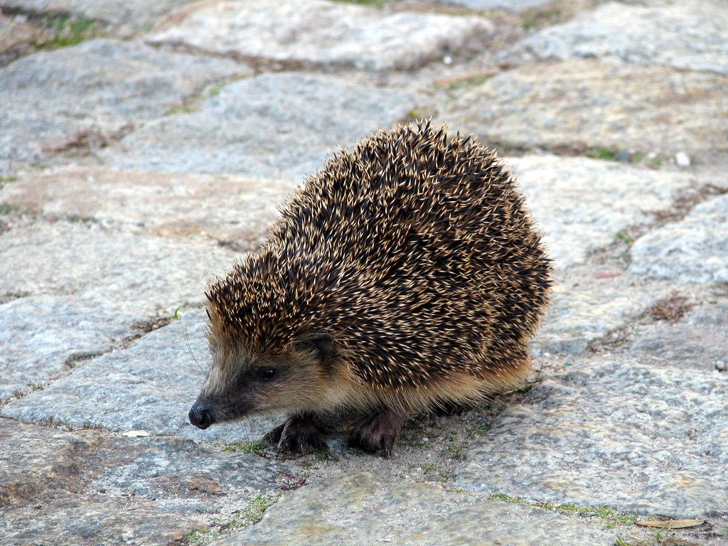 1024x768 Igel (Erinaceidae). Braunbrustigel (Erinaceus europaeus)
