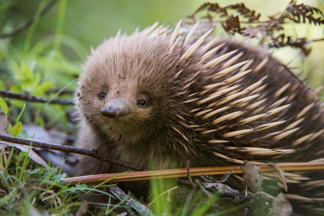 1124x750 Kostenlose Hintergrundbilder Brauner Igel Auf Grünem Gras Tagsüber, Bilder Für Ihren Desktop Und Fotos
