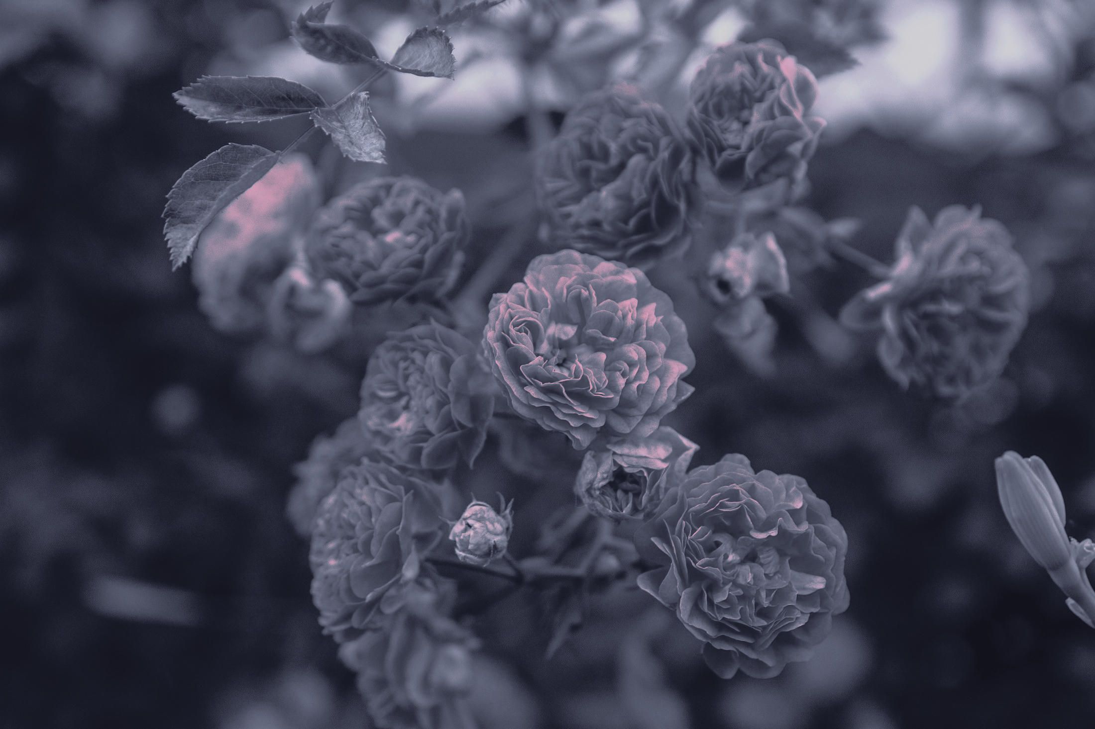 2200x1466 GitHub Walls Catppuccin Mocha: Orangc's Catppuccin Wallpaper Repository. · GitHub