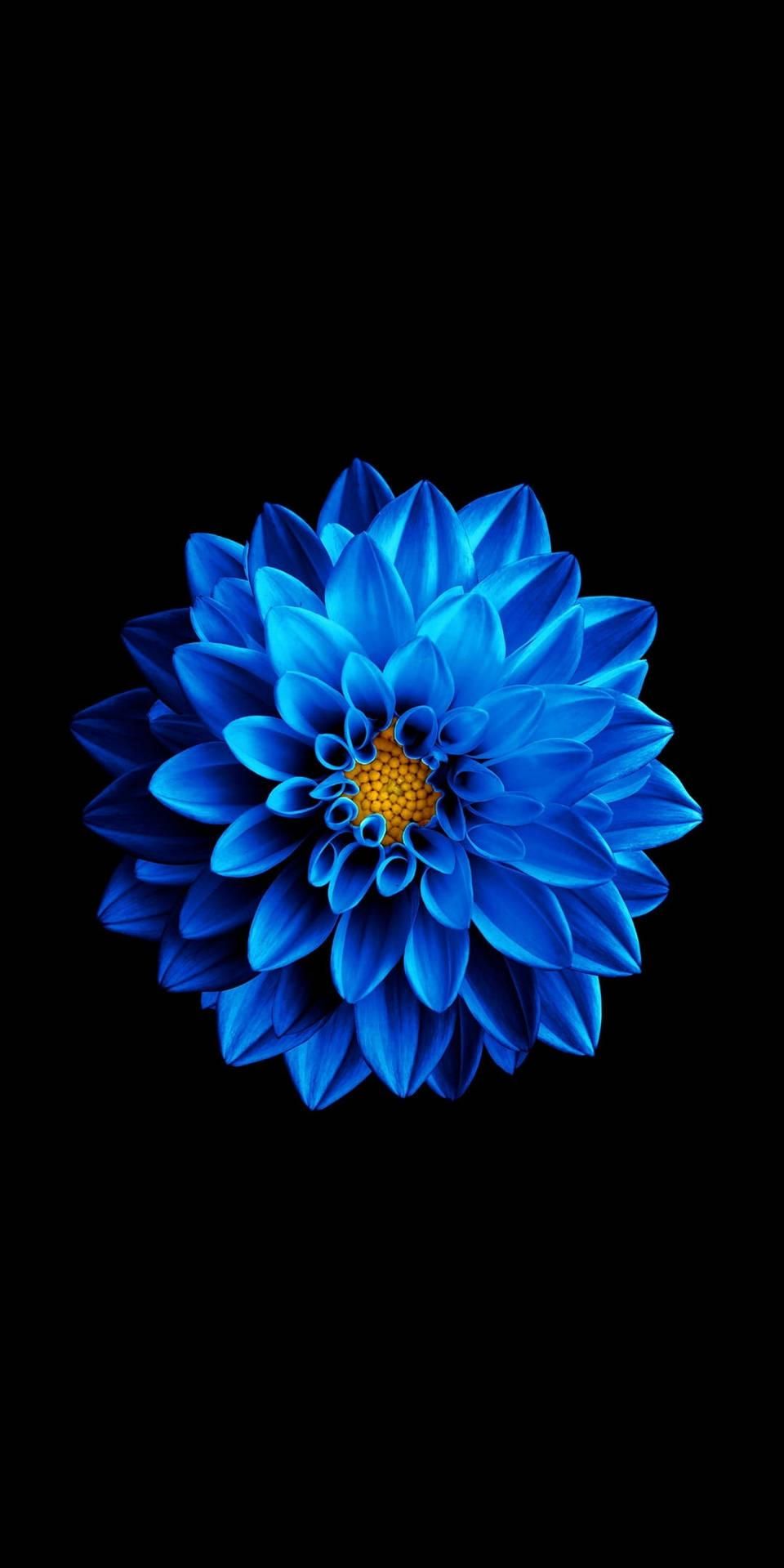 960x1919 